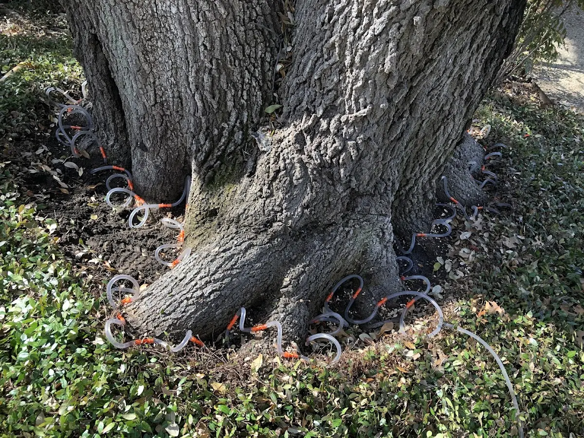 Detailed Tree Cabling and Bracing job site in Sontag