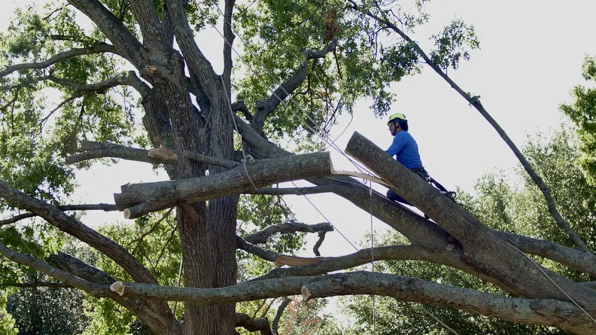 Professional Crown Thinning performed by certified arborists in Sontag